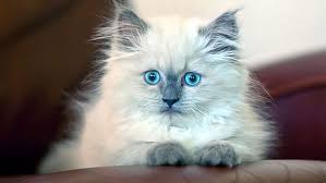 Meet some fluffy cats that make great pets, get tips for grooming not all persians are the prototypical white fluffy cat. Hd Wallpaper White Persian Cat Kitten Fluffy Blue Eyed Pets Domestic Cat Wallpaper Flare