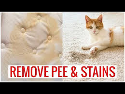 how to remove cat pet urine smell on
