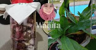 Penyediaan baja organik yg lengkap bagi penyediaan medium lubang tanaman durian di pembangunan ladang durian moden. Rahsia Buat Baja Semulajadi Guna Bawang Bebas Bahan Kimia Tanaman Pun Subur Mingguan Wanita