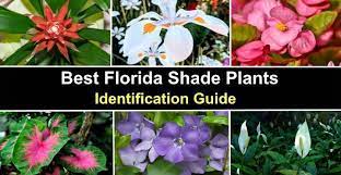 The Best Florida Shade Plants
