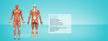 All internal organs are situated in the chest and abdomen. Lumbar Spine Anatomy Physicaltherapynow Com