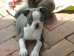 Blue cream fawn boston terriers and puppies. Blue Eyed Boston Terrier Puppies For Sale Petsidi