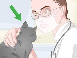 eliminate cat odors around the house