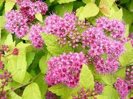 spiraea onica magic carpet