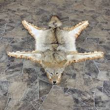 coyote full rug taxidermy mount 21183