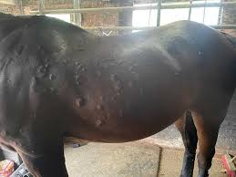 equine lumps ps and rashes