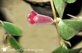 lipstick plant care guide how to grow