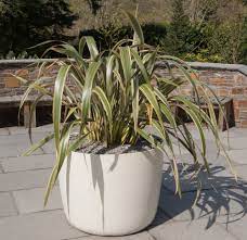 Evergreen Plants For Pots Containers