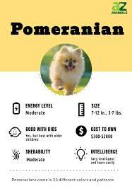pomeranian dog breed complete guide a