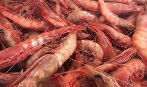 royal red shrimp provide a princely meal on alabama s gulf coast