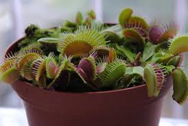 Venus Fly Trap Care Everything You