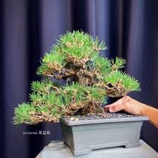 Kuromatsu also has interchangeable hands for him to experiment on said humans. Reserved Japanese Yamadori Black Pine Kuromatsu Bonsai Gardening Plants On Carousell