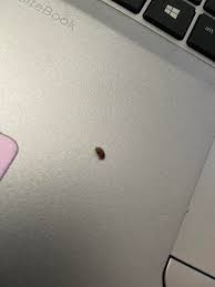 Will you let me know if you think these are bed bugs? Is This A Bed Bug I Found This Crawling On Me Around Noon Bedbugs