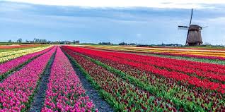 dutch flower fields i boat bike tours