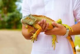 All pets animal hospital is a group practice with 1 location. Katy Tx Exotic Pet Veterinarian In Katy Tx Mason Road Veterinary Clinic