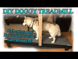 diy treadmill for my siberian husky