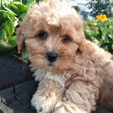 The animal shelter will then go rescue the dogs and put them up for adoption. Cavapoo Puppies For Adoption The Y Guide
