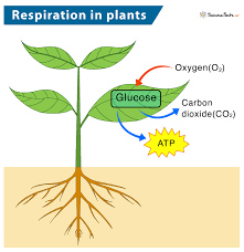 Cellular Respiration In Plants