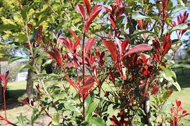 Plumbago plant is a flowering plant belonging to the family plumbaginaceae and is a native of tropical and warm temperate regions. Photinia Hedges Plants Trees 2018 Growers Guide