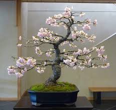 This is a wonderful addition to your landscape. Cherry Bonsai Prunus Bonsai Empire