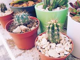 Cutest Cactus Names On The Plot Funny