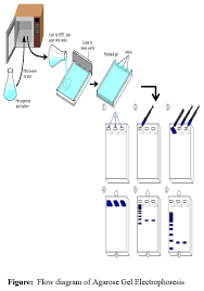 agarose gel electropsis bio