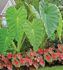 Elephant ears can be planted from spring (after all danger of frost has passed) through early summer. 12 Bulb Elephant Ear And Caladium Collection Vivaterra