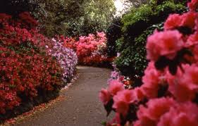 bellingrath gardens azalea paradise