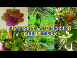 Best Fruit Plants For Terrace Garden