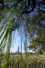 weeping willow tree leaves