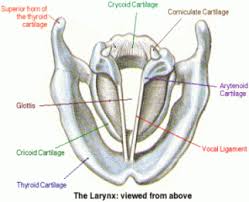 Superior Diagram Of Vocal Cartilages Posterior View Of