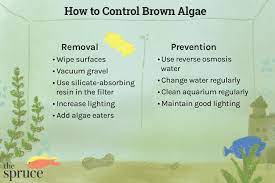 brown algae from your aquarium