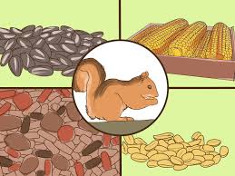 6 ways to make a squirrel feeder wikihow