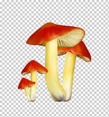 Mushroom Fungus Chart Fungi Png Clipart Free Cliparts