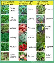Vegetables And Herbs That Grow In Full Shade