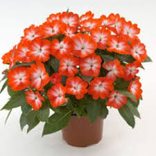 New guinea impatiens are similar to other varieties of impatiens in that they explode with colorful blooms during their growing season. Wholesale New Guinea Impatiens Harmony Orange Star Rooted Plug Liners