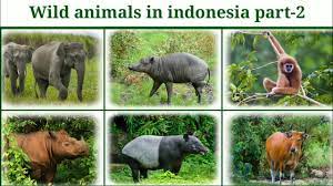 Top 10 amazing indonesian animals Wild Animals In Indonesia Part 2 Youtube