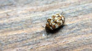 carpet beetles and respiratory problems