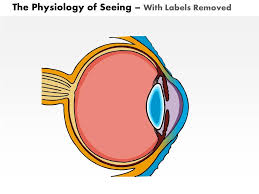 0514 physiology of seeing eye anatomy