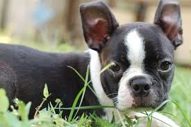 boston terrier dog breed complete guide