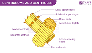 cell organelles types structure and