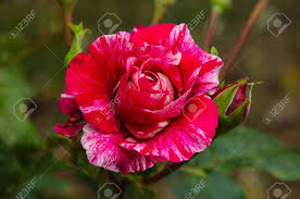 Immagini Stock - Macro Di Stupefacente Bicolore Rosa-rosa Bianca Che  Fiorisce (Rosa Hybrida) (Varietà: Philatelie). Image 56653325.