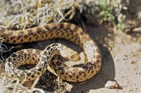 The colorado bull snake, or gopher snake, (pituophis catenifer sayi) is one of the largest snakes indigenous to northern america. Bull Snake Encounter Montana Natural History Center