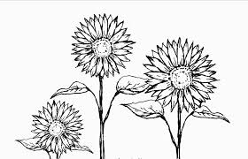Buatlah sketsa bentuk bunga dan daun sebagaimana ditunjukkan dalam gambar. Sketsa Bunga Bunga Matahari Teratai Mawar Sakura Tulip Pelajarindo Com