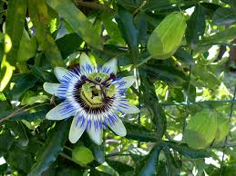 Image result for  PASSIONFRUIT