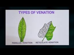 reticulate venation easy drawing