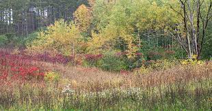 Native Shrubs In The Wildlife Garden