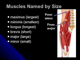 Intermediate in size, do not confuse with medialis (gluteus medius is the intermediate sized muscle of the three buttock muscles). Muscular System
