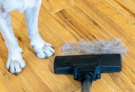 how to clean up dog hair 11 easy tips