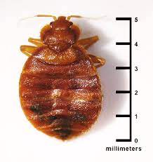 Introduction to Bed Bugs | US EPA